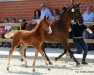 Springpferd Oscar Wellington JSF (Deutsches Reitpferd, 2017, von Ogano)