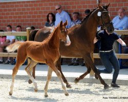 Dressurpferd Oscar Wellington JSF (Deutsches Reitpferd, 2017, von Ogano)