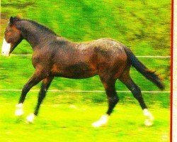 dressage horse Haakon (German Sport Horse, 2006, from Herkules)