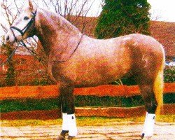 Pferd Hechicero LXII (Pura Raza Espanola (PRE), 2000, von Competidor III)