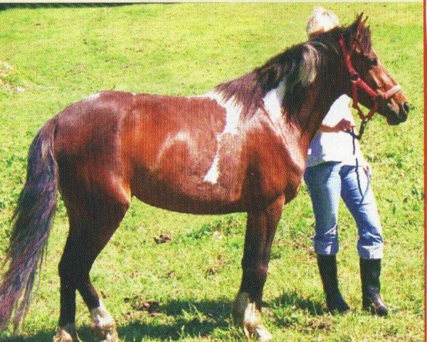 horse Alina (Lewitzer, 2002, from Agnus Dei)