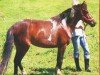 horse Alina (Lewitzer, 2002, from Agnus Dei)