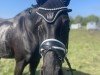Springpferd Vinziella Zge (Hannoveraner, 2015, von Viscount 22)