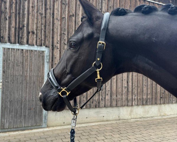 dressage horse Karajan 42 (Trakehner, 2018, from Herakles TSF)