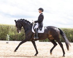 Zuchtstute Kalamaika (Trakehner, 2014, von Iskander)