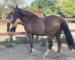 broodmare Alexa 446 (Westphalian, 2006, from Aperto)