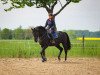 jumper Diego 565 (Oldenburg show jumper, 2015, from Diarado)