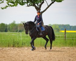 jumper Diego 565 (Oldenburg show jumper, 2015, from Diarado)