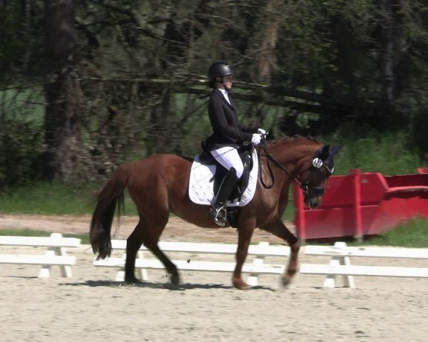 Reitturnier Pietzpuhl 2025