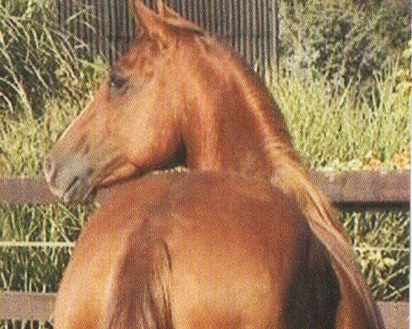 horse Lil Peps Hand (Quarter Horse, 2001, from Lil Dry Peppy)
