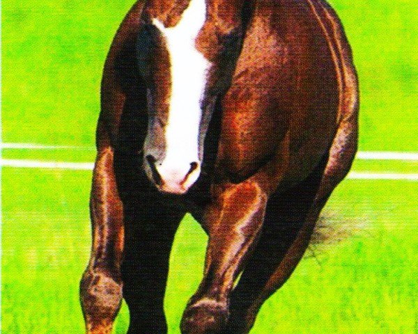 horse Tobia (Quarter Horse, 1996, from Snapper Cal Bar)