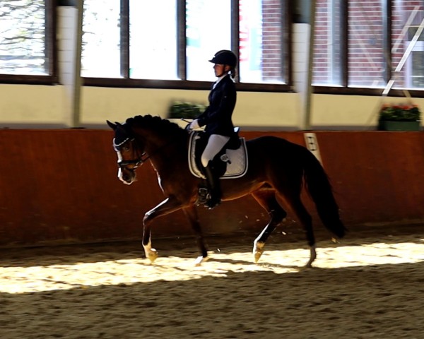 Zuchtstute Dorena (Deutsches Reitpony, 2011, von FS Dorinkort)