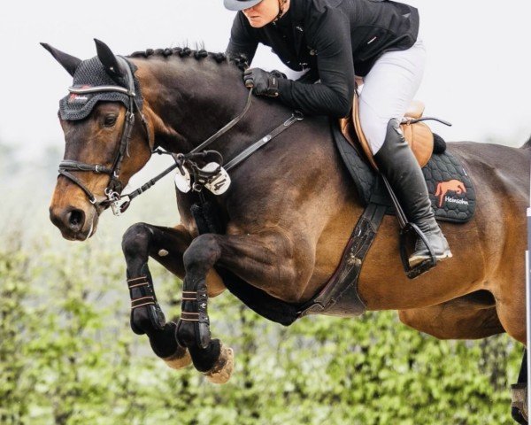 jumper April Storm 3 (Oldenburg show jumper, 2018, from Air King)
