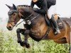 Springpferd April Storm 3 (Oldenburger Springpferd, 2018, von Air King)