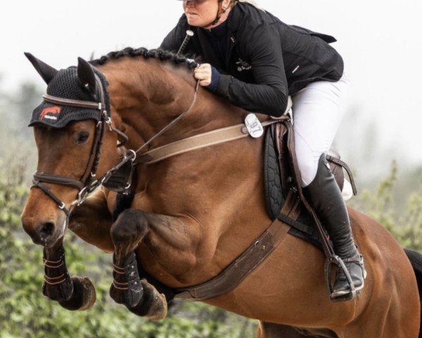 jumper Cayjano (Holsteiner, 2017, from Cayado 3)