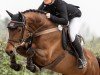 Springpferd Cayjano (Holsteiner, 2017, von Cayado 3)