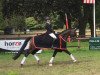 dressage horse Fürst Figarro (Oldenburg, 2010, from Fürstenball)