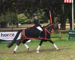 dressage horse Fürst Figarro (Oldenburg, 2010, from Fürstenball)