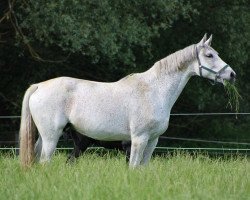 broodmare Corneta des Etisses (Westphalian, 2009, from Cornet Obolensky)