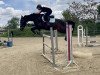 jumper Novara Di Piave (Austrian Warmblood, 2011, from Cash and Carry)