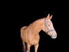 dressage horse Fein's Liebchen (Westphalian, 2016, from Fürsten-Look)