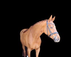 dressage horse Fein's Liebchen (Westphalian, 2016, from Fürsten-Look)