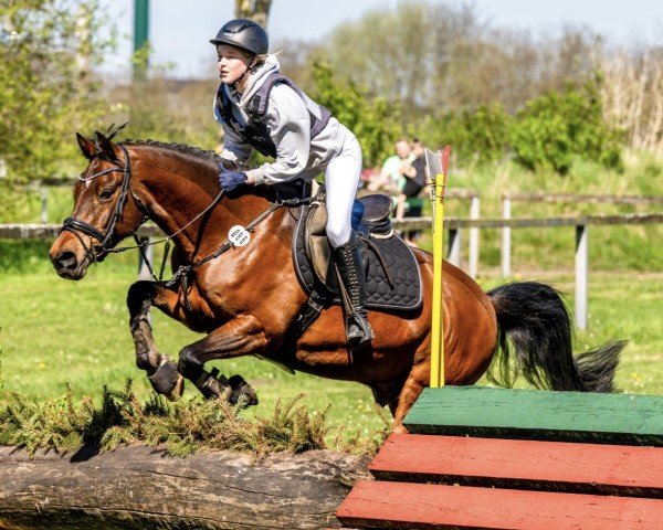 dressage horse Norder's Uno (German Riding Pony, 2013, from Fs Numero Uno)
