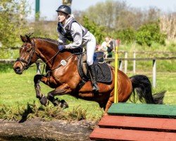 dressage horse Norder's Uno (German Riding Pony, 2013, from Fs Numero Uno)