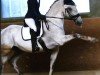 dressage horse Favory Faktor (Lipizzaner, 2016)