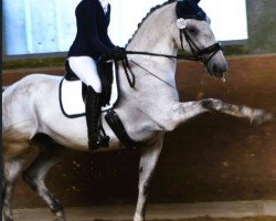 Dressurpferd Favory Faktor (Lipizzaner, 2016)