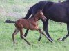 foal by Biene KK (Oldenburg, 2024, from Be my Dancer)