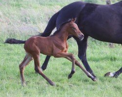 foal by Biene KK (Oldenburg, 2024, from Be my Dancer)