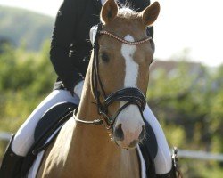 dressage horse Velten's De La Creme (Little German Riding Horse, 2021, from Double Cream)