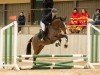 jumper Calico 24 (German Riding Pony, 2020, from FS Clarimo)
