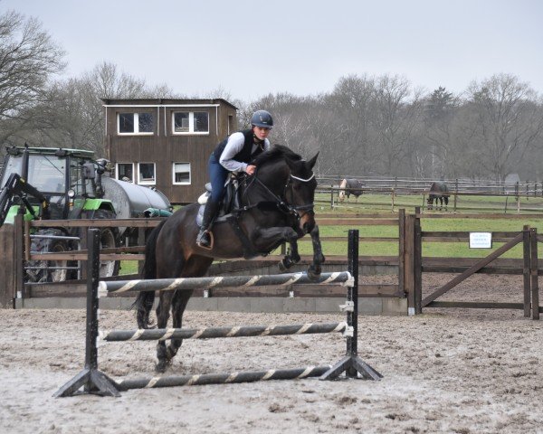 jumper Oriella (Holsteiner, 2018, from Origi D'o)
