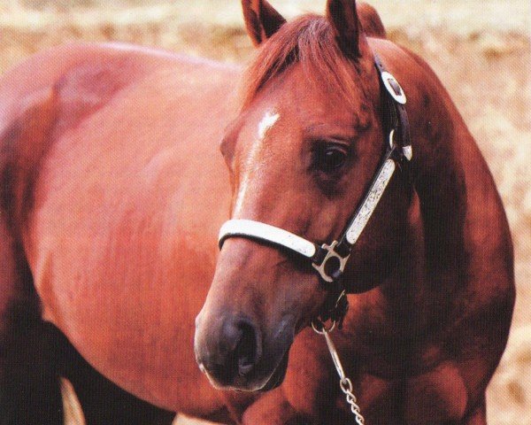 horse Whizper Whoa (Quarter Horse, 1997, from Topsail Whiz)