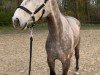 broodmare Costa Rica 41 (Holsteiner, 2003, from Clearway)