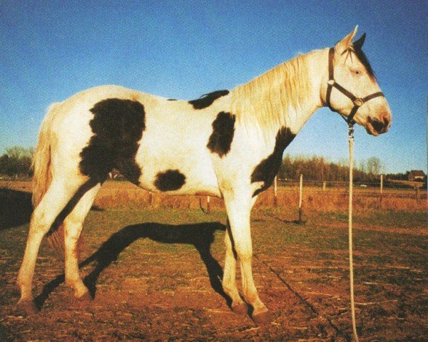 horse Yoyos Applejack (Paint Horse, 1995, from Yo Yos Clown)