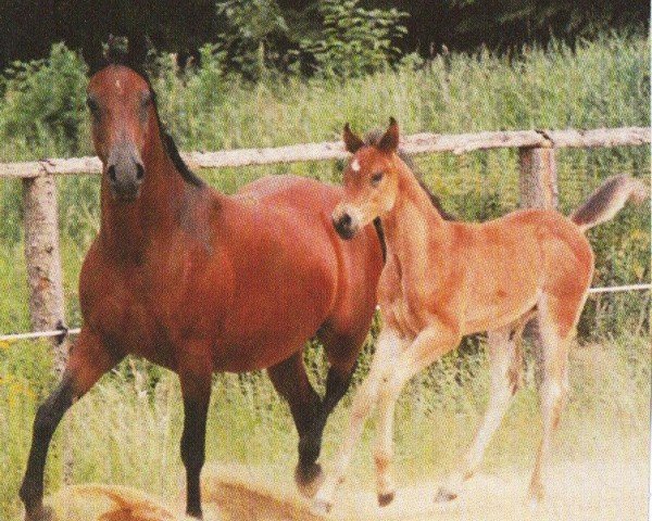 broodmare Wynona (Arabian, 1995, from Solanum ox)