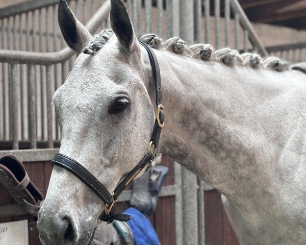 horse Kongo xx 3 (Thoroughbred, 2017, from Reliable Man xx)