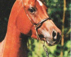 horse Pearl (Arabian, 1996, from Moataz EAO)