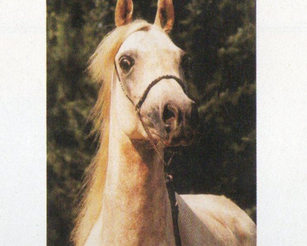 horse FA Obeya (Arabian, 1994, from El Masri Amir ox 1981)