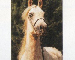 Pferd FA Obeya (Araber, 1994, von El Masri Amir ox 1981)