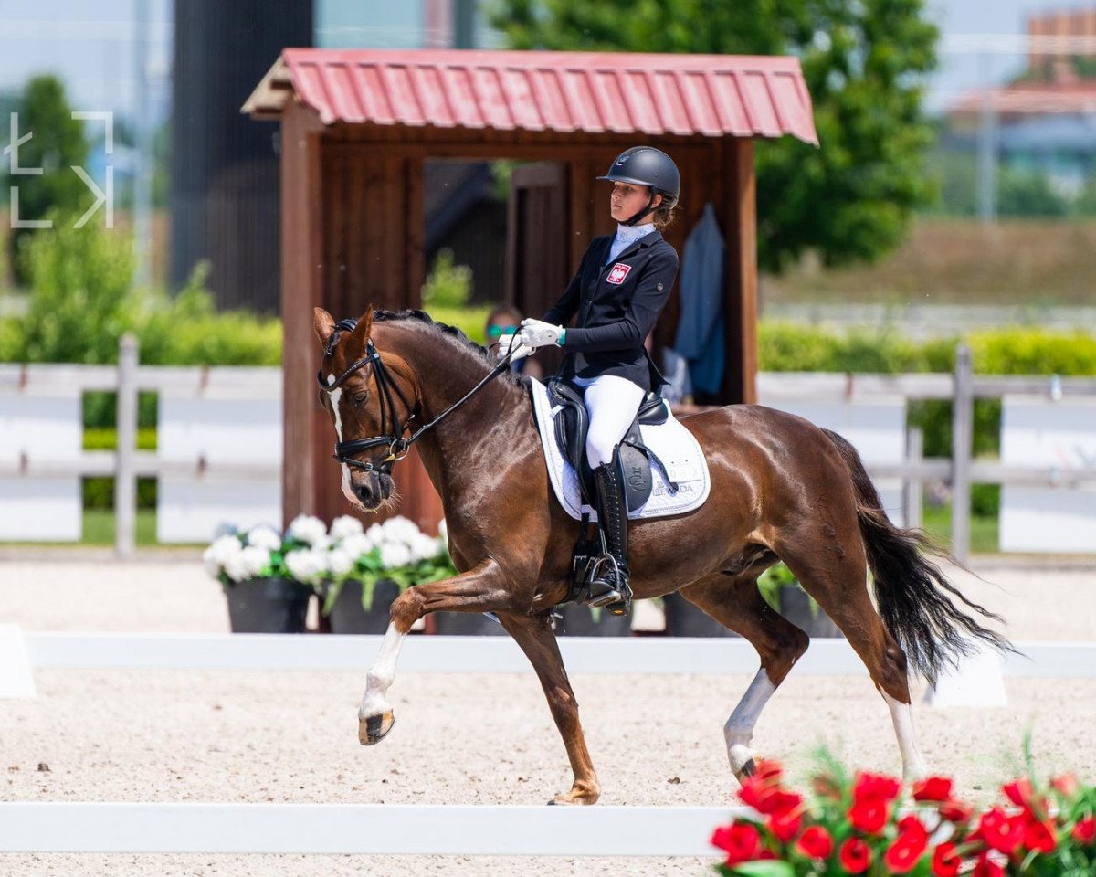stallion D'ARTAGNAN 187 (German Riding Pony, 2008, from FS Don't Worry)