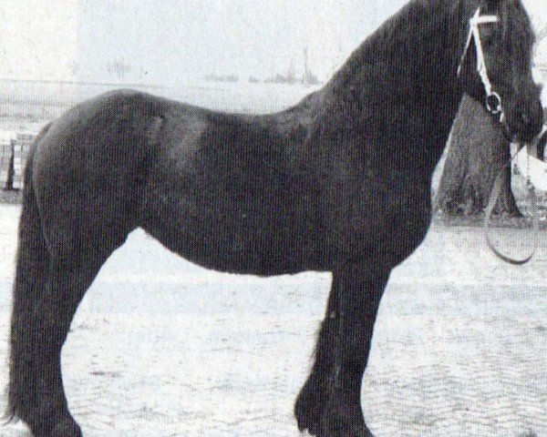 horse Trienekje (Friese, 1990, from Gerlof 294)