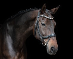 Dressurpferd Duvalier Hs (Hannoveraner, 2013, von Don Index)