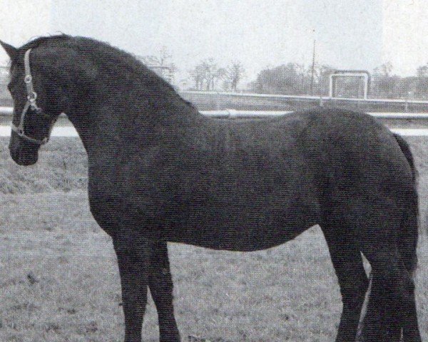 horse Afke Eltsje (Friese, 2000, from Pike)