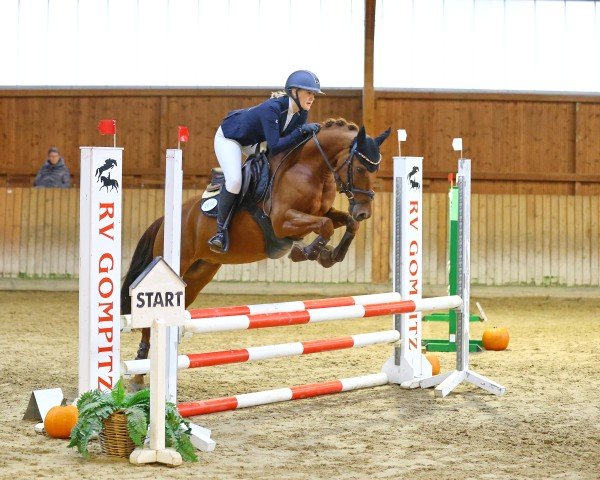 dressage horse Schierensees Caleo (German Riding Pony, 2017, from Charlie Brown)