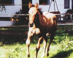 Pferd Hazel (Quarter Horse, 2005, von Wee Lenas Jac)