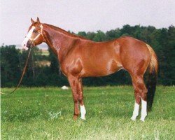 stallion The Romance is Over (Quarter Horse,  , from Scotch Bar Time)